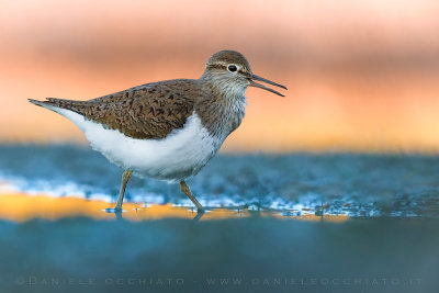 Common Sandpiper (Actitis hypoleucos)