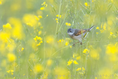 Common Whitethroat (Sylvia communis)