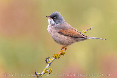 Spectacled Warbler (Sterpazzola della Sardegna)