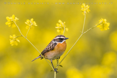 Whinchat (Saxicola rubetra)