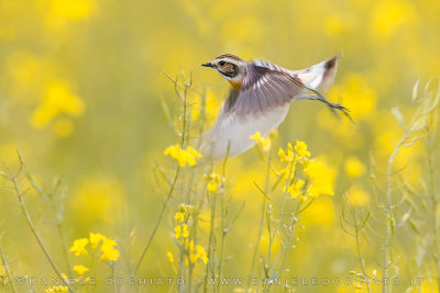 Whinchat (Saxicola rubetra)