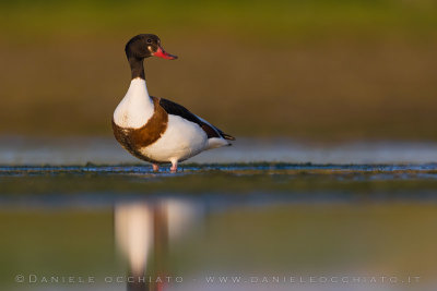 Common Shelduck (Tadorna tadorna)