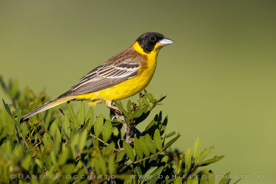Black-headed Bunting (Emberiza melanocephala)