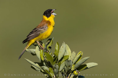 Black-headed Bunting (Emberiza melanocephala)