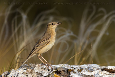 Tawny Piit (Anthus campestris)