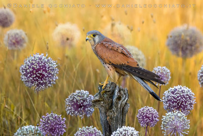 Eurasian Kestrel (Falco tinnunculus)