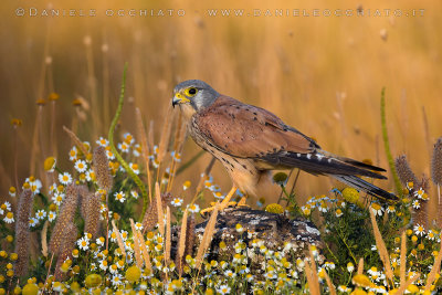 Eurasian Kestrel (Falco tinnunculus)