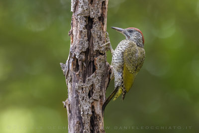 Green Woodpecker (Picus viridis)