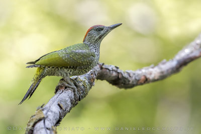 Green Woodpecker (Picus viridis)