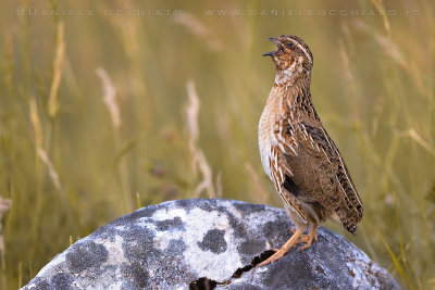 Common Quail (Coturnix coturnix)