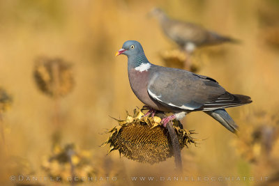 Eurasian Woodpigeon (Columba palumbus)