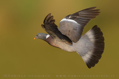 Eurasian Woodpigeon (Columba palumbus)