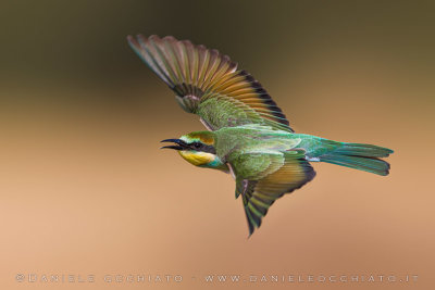 European Bee-eater (Merops apiaster)