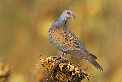 Turtle Dove (Streptopelia turtur)