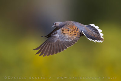 Turtle Dove (Streptopelia turtur)