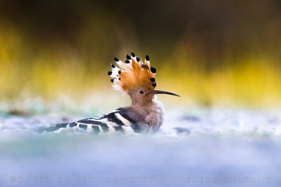 Hoopoe (Upupa epops)