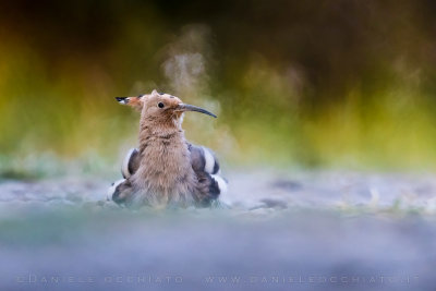 Hoopoe (Upupa epops)