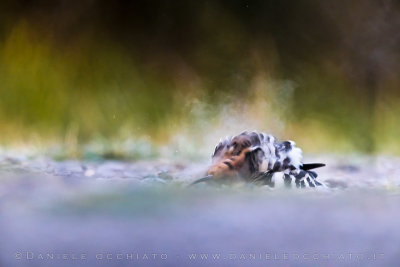 Hoopoe (Upupa epops)