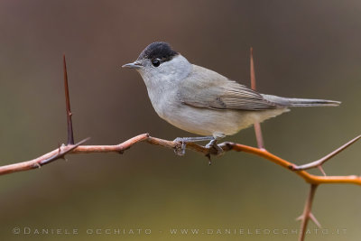 Blackcap (Sylvia atricapilla)