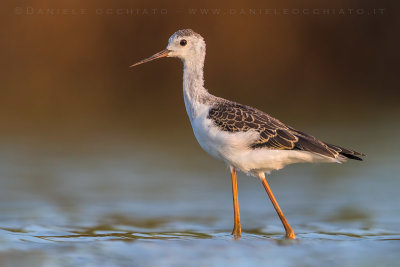 Black-winged Stilt (Himantopus himantopus)