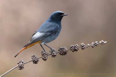 Black redstart (Phoenicurus ochruros gibraltariensis)