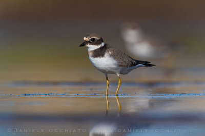 Common Ringed Plover (Charadrius hiaticula)