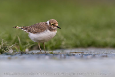 Little Ringed Plover (Charadrius dubius)