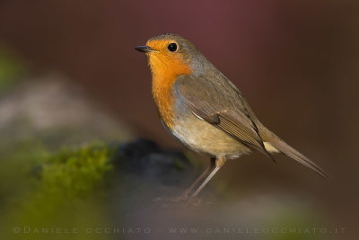 European Robin (Erithacus rubecula)