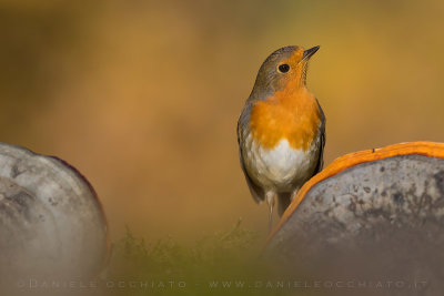 European Robin (Erithacus rubecula)