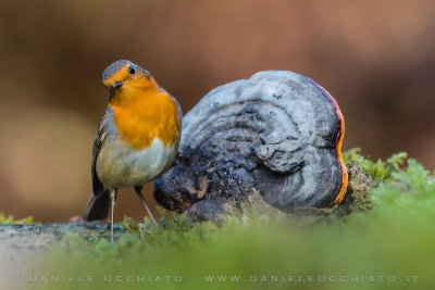 European Robin (Erithacus rubecula)