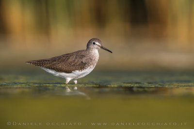 Green Sandpiper (Tringa ochropus)