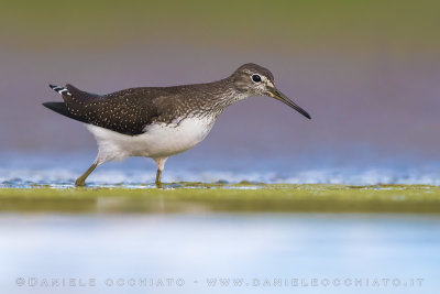 Green Sandpiper (Tringa ochropus)