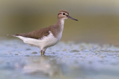 Common Sandpiper (Actitis hypoleucos)