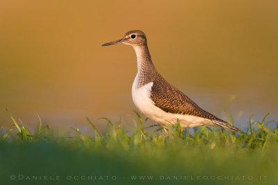 Common Sandpiper (Actitis hypoleucos)