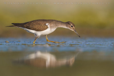 Common Sandpiper (Actitis hypoleucos)