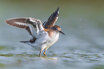 Common Sandpiper (Actitis hypoleucos)