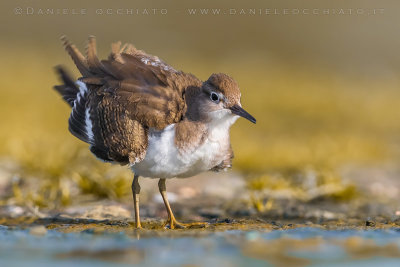 Common Sandpiper (Actitis hypoleucos)