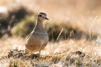 Dotterel (Charadrius morinellus)