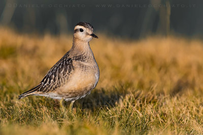 Dotterel (Charadrius morinellus)