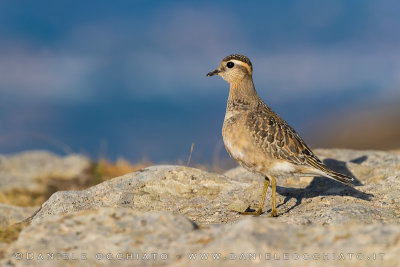 Dotterel (Charadrius morinellus)