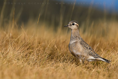 Dotterel (Charadrius morinellus)