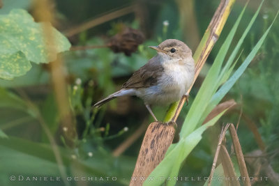 Booted Warbler (Iduna caligata)