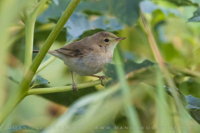 Booted Warbler (Iduna caligata)