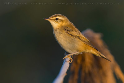 Sedge Warbler (Acrocephalus schoenobaenus)