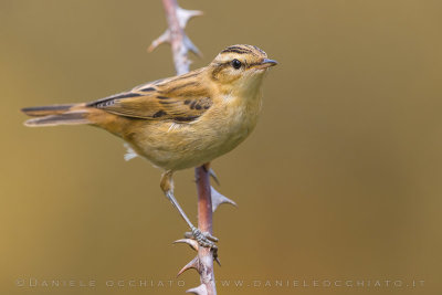 Sedge Warbler (Acrocephalus schoenobaenus)