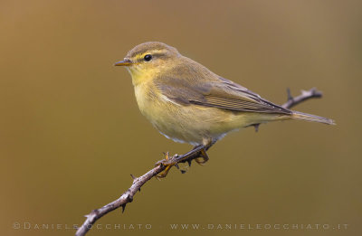 Willow Warbler (Lu grosso)
