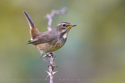 Bluethroat (Luscinia svecica)