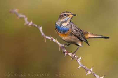 Bluethroat (Luscinia svecica)