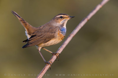 Bluethroat (Luscinia svecica)