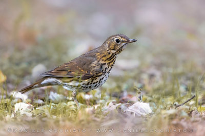 Song Thrush (Turdus philomelos)